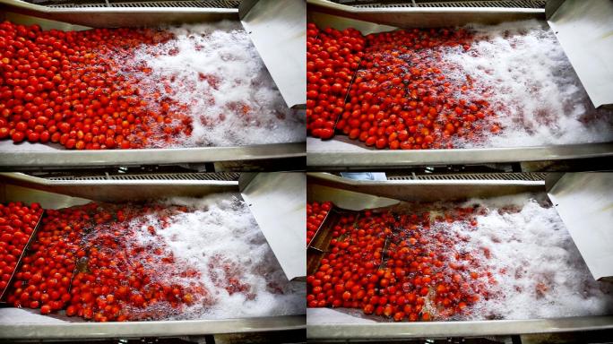 小番茄清洗生产自动线