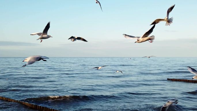 海鸥在波罗地海上空飞行