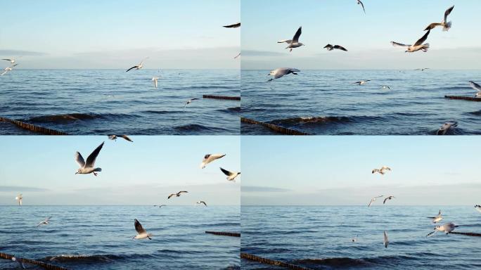 海鸥在波罗地海上空飞行