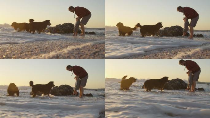 日落时，爸爸和小男孩在海滩上和他们的狗玩