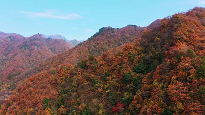 原始森林山谷秋景溪流4K航拍