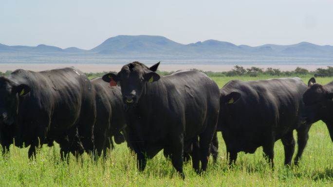 阳光下的牧群黑牛牛群天然