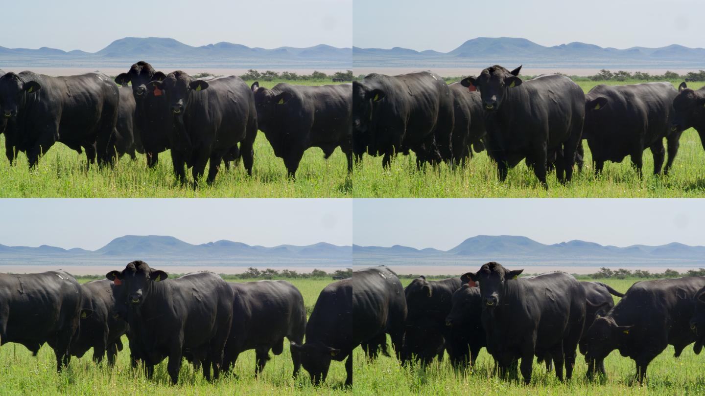 阳光下的牧群黑牛牛群天然