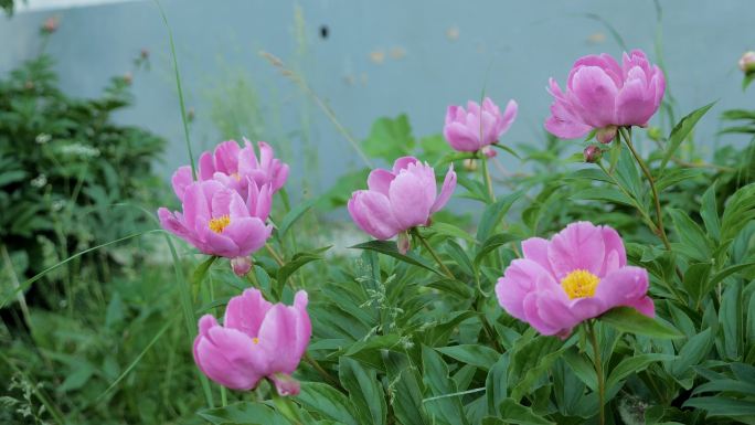 花园里盛开的粉红牡丹