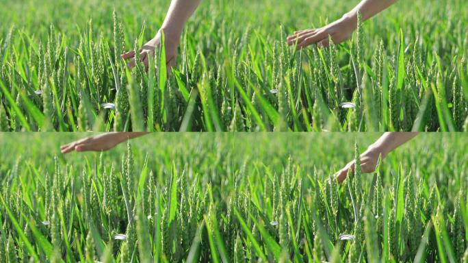 一个孩子正在田里触摸未成熟的绿色小麦小穗