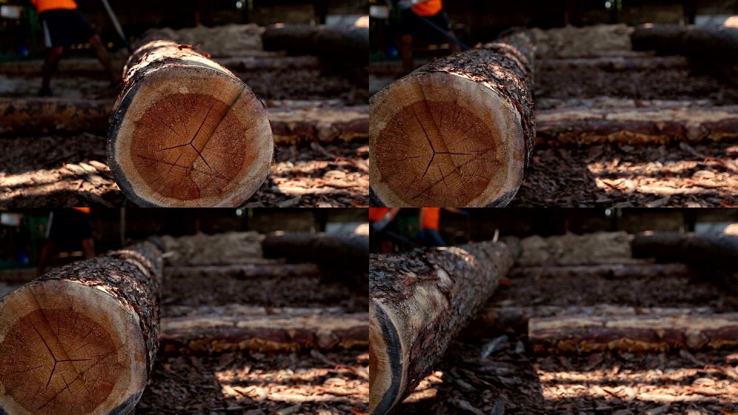 在锯木厂轧制大量的木质树干