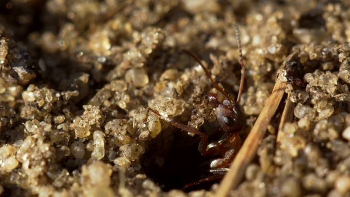 蚂蚁从地上的洞里取出沙子