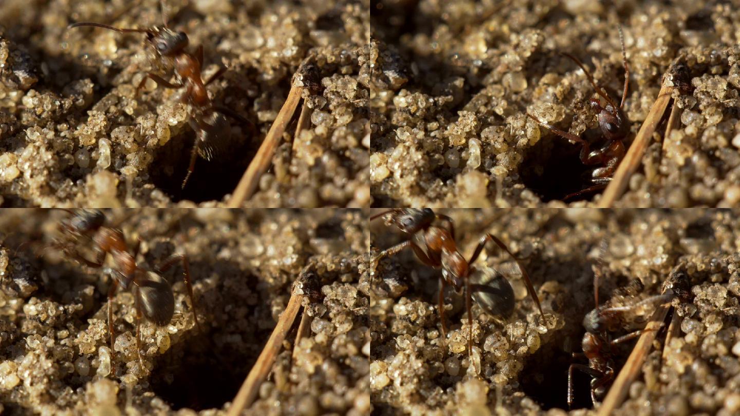 蚂蚁从地上的洞里取出沙子