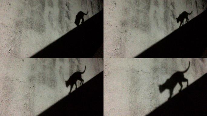 猫的影子在墙上移动