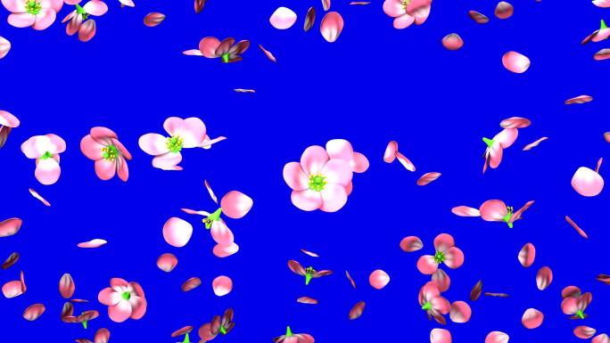 蓝色色度键上的樱花