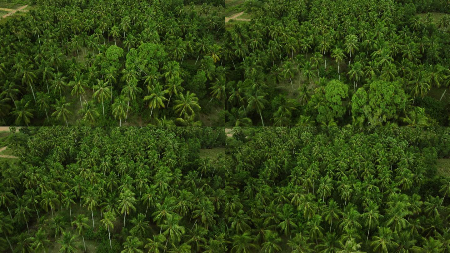 椰子农场椰果椰汁果树
