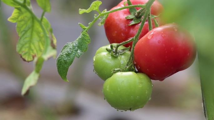 特色种植 农业大棚西红柿