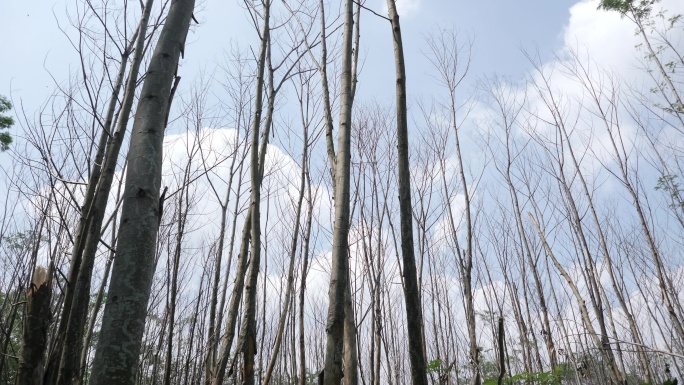 在蓝天背景下拍摄的干枯老树的垂死森林场景