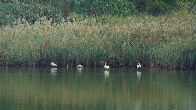 湖里游的鸟群