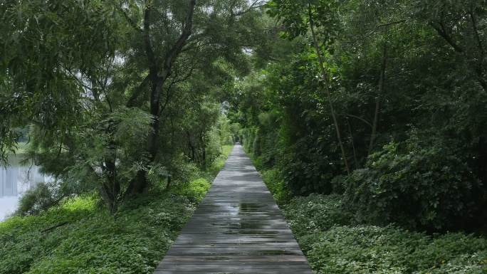 树林里的木板小道