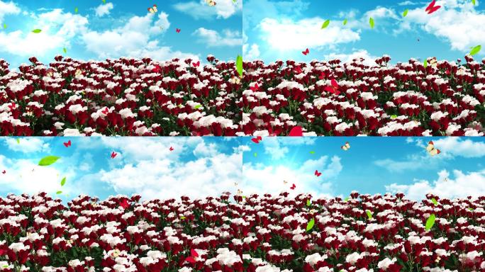 4K玫瑰花海背景素材(带工程文件)