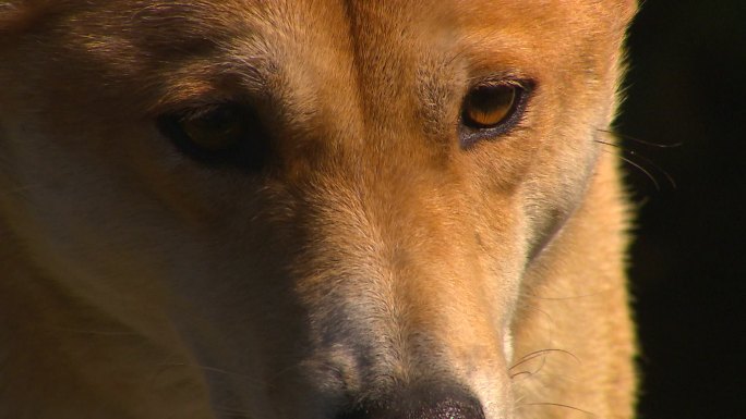 澳洲野狗犬科狩猎食肉