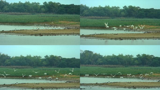 群鸟在湖边觅食