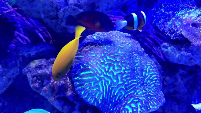 自然唯美海底灯琴珊瑚和鲽鱼实拍