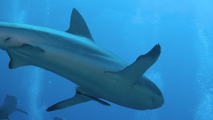 鲨鱼海底世界海洋生物三亚潜水深海热带鱼群