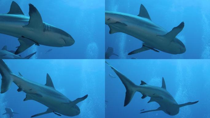 鲨鱼海底世界海洋生物三亚潜水深海热带鱼群