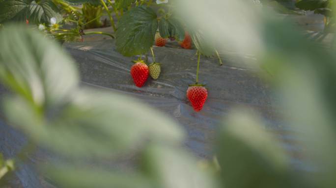 大棚草莓成熟了