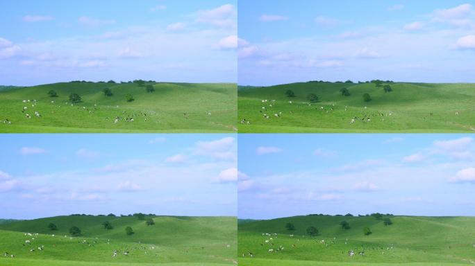 奶牛场放养放羊天然自然绿色青草
