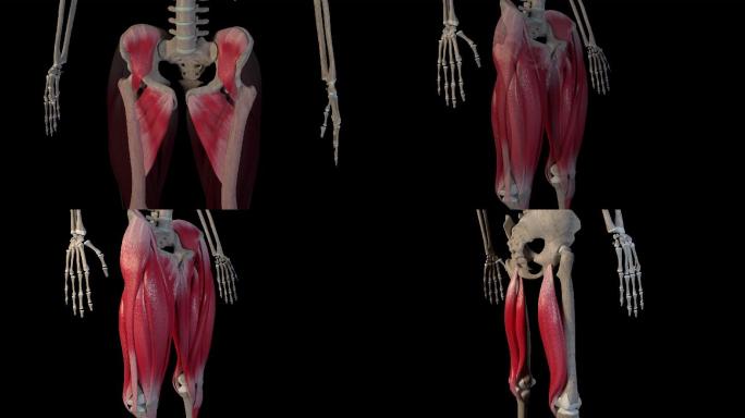 大腿肌肉概述组织器官鸡肉结构构造医疗