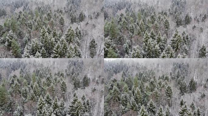 冬季被白雪覆盖的森林