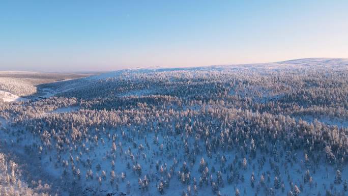 白雪覆盖的松林鸟瞰图