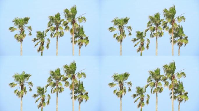 海岸边的棕榈树海南三亚海口