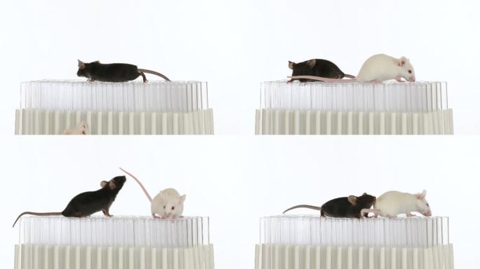 实验小鼠实拍视频素材