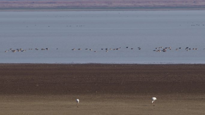 6K鄱阳湖的白鹤与大雁一组