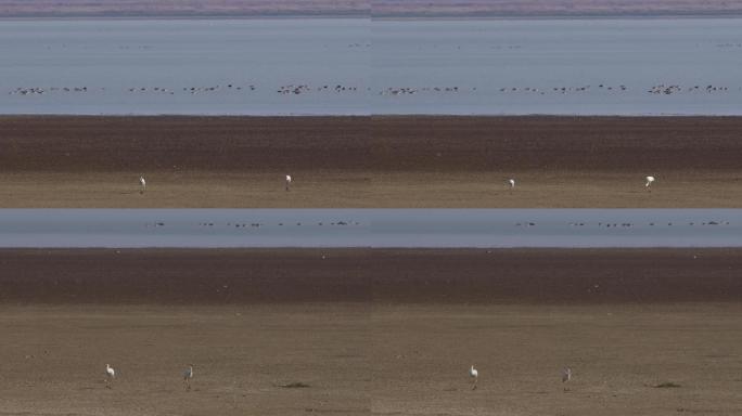 6K鄱阳湖的白鹤与大雁一组