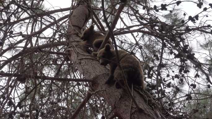 可爱的棕熊动物园爬树保护区