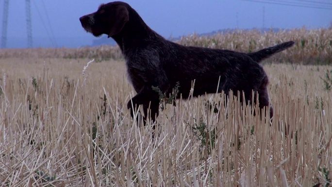 一只猎犬为猎人捕捉鹌鹑。