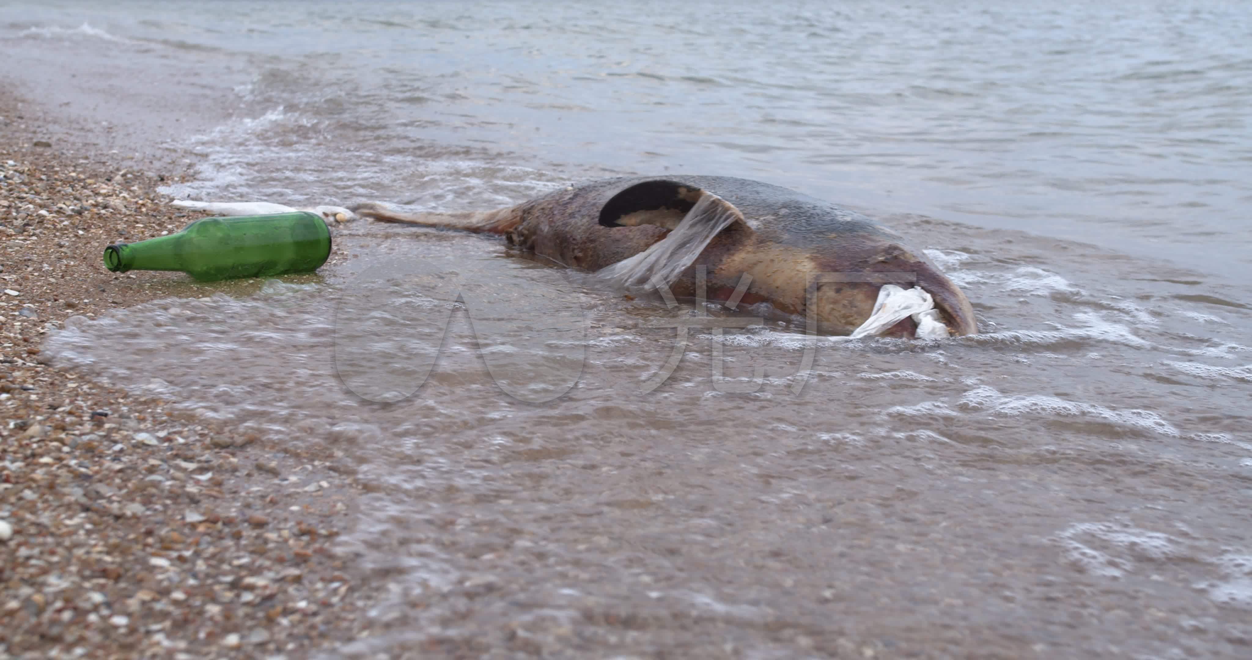 「不要一次吃太大口！」首次發現海豚被章魚噎死 - 國家地理雜誌中文網