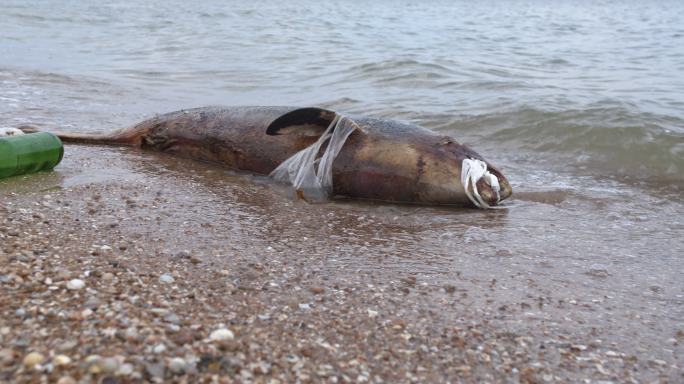 污染水域的死亡海豚