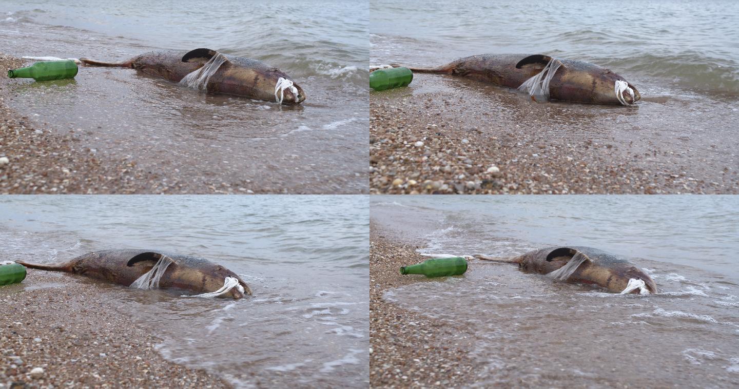 污染水域的死亡海豚