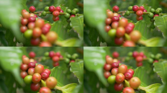 特写咖啡豆咖啡豆空镜头空境通用素材视频