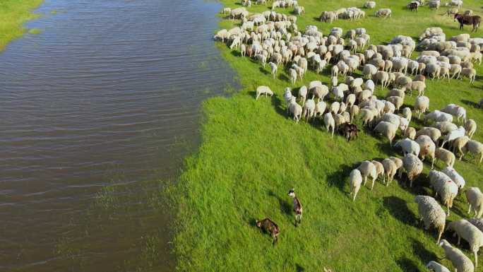 鸟瞰河湖附近牧场上放牧的羊群