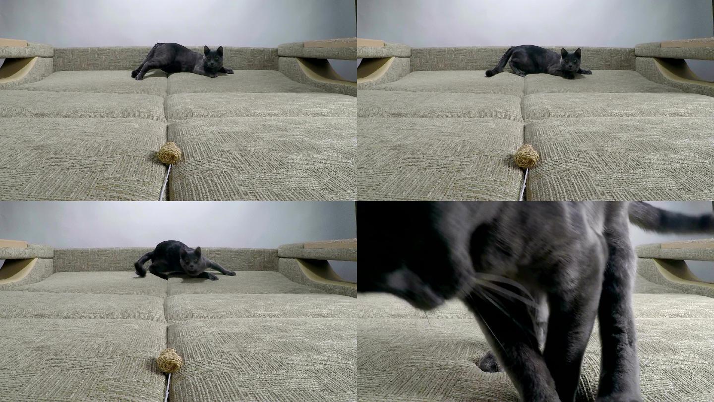 家猫跳向老鼠玩具吸引挑逗玩乐黑猫