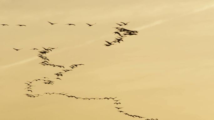 秋季常见的鹤类候鸟飞翔大自然