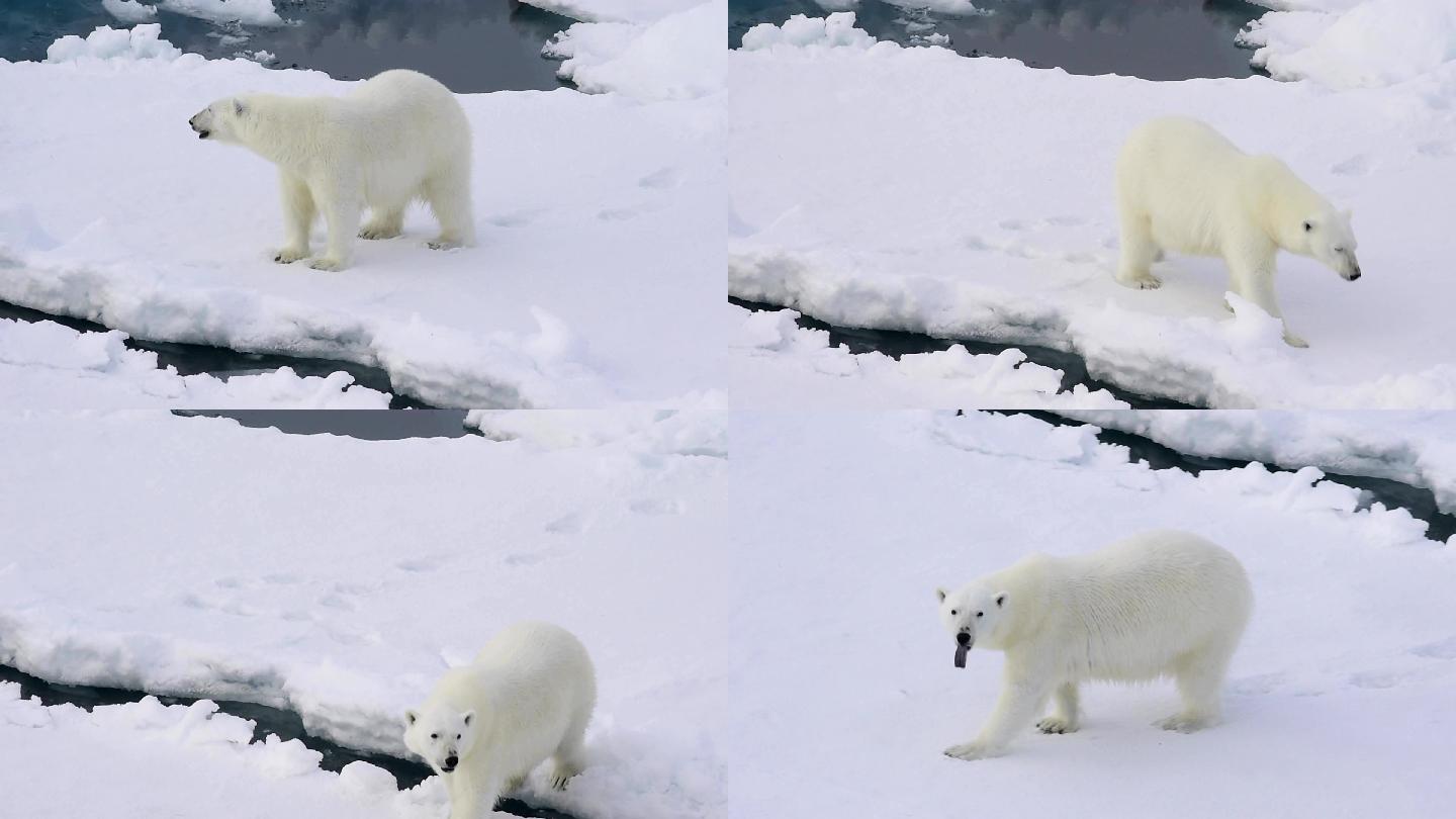北极熊在雪地行走。