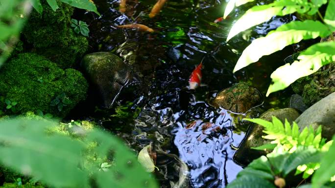 池塘里有漂亮的鲤鱼或锦鲤鱼