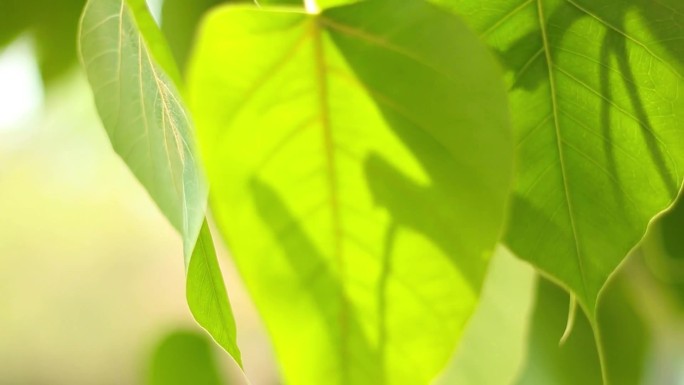 特写菩提叶在风中摇曳。