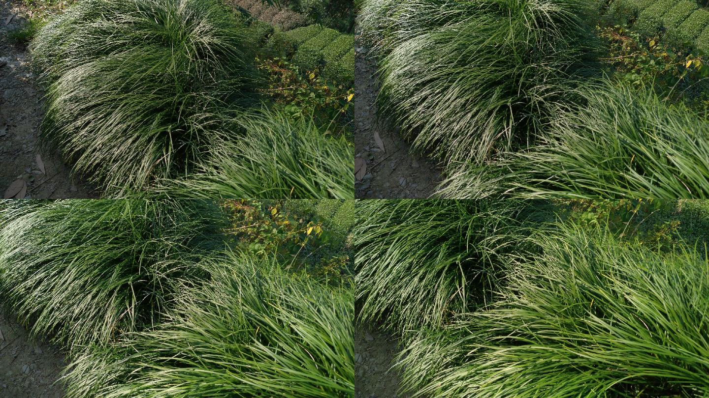 地麦冬植物4k实拍视频 3840x2160 高清视频素材下载 编号 实拍视频 Vj师网www Vjshi Com