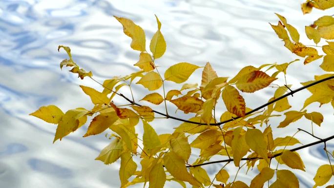 秋天的风景湖面倒影秋景树枝