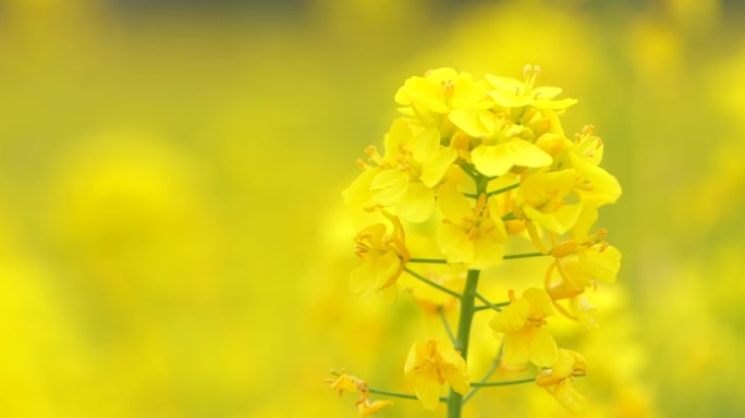 北京南中轴路大兴机场附近油菜花海