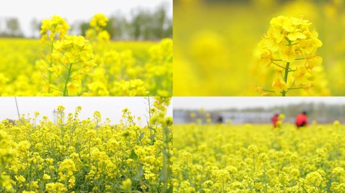 北京南中轴路大兴机场附近油菜花海